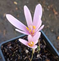 Colchicum corsicum 